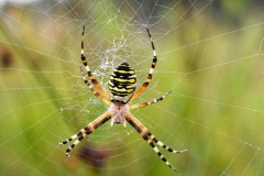 Nr.-134-Spinne-gross