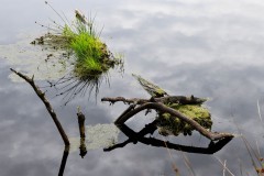 Nr.-140-Verwesender-Baumstamm