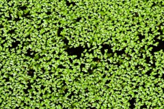 Nr.-143-Wasserpflanzen