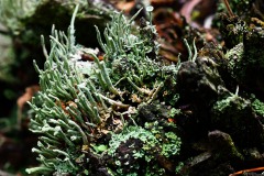 Nr.-144-Flechten-langer-Damm