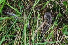 Nr.-146-Haeutung-Ringelnatter