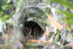 Nr.-147-Die-kleine-Monsterspinne