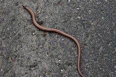 Nr.-148-Blindschleiche