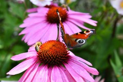 Nr.-150-Pfauenauge-mit-Biene