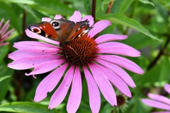 Nr.-151-Pfauenauge-mit-Sonnenhut