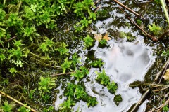 Nr.-152-Moos-im-neuen-Moor