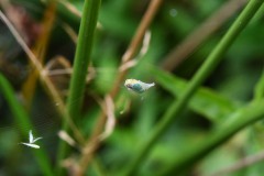 Nr.-154-Eingewickelter-Huefer