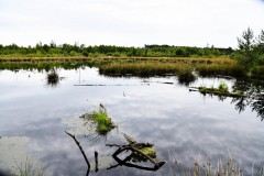 Nr.-155-Lanschaft-das-neue-Moor