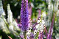 Nr.-156-Bluetenbracht-Fischhofpark