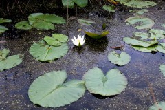 Nr.-157-Moor-Seerose