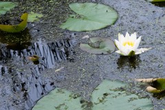 Nr.-158-Moor-Seerose-2