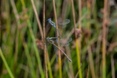Nr.-160-2-Libellen-Paarungsrad
