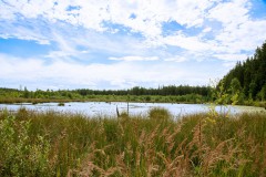 Nr.-163-Moos-Landschaft