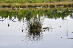 Nr.-167-Schilfbuendel