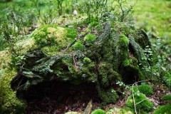 Nr.-171-Rund-um-den-Engelmannsteich