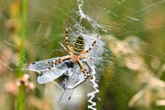 Nr.-173-Spinne-faenge-Libelle