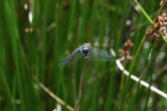 Nr.-174-Schwarze-Libelle