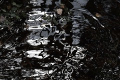 Nr.-175-Wasserspiegelungen