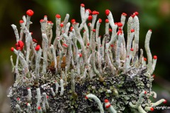 Nr.-176-Flechten-Rotkopf-Wasserzeichen