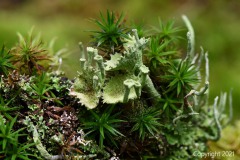 Nr.-177-Flechten-Gruen-Wasserzeichen