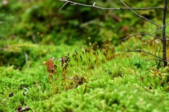 Nr.-178-Moose-bluehen