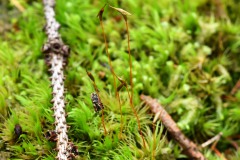 Nr.-180-Kleiner-Schmetterling-klammert