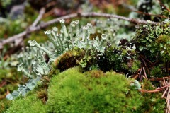 Nr.-181-Flechten-Kelche