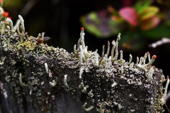 Nr.-182-Muecke-mit-Flechten