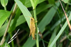 Nr.-185-Libelle-gelb