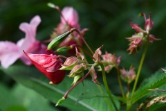 Nr.-192-Druesiges-Springkraut-Hiamalaya