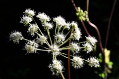 Nr.-194-Bluete-Abendsonne