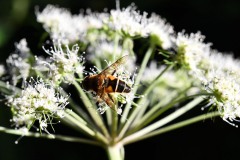 Nr.-194-Bluete-mit-Schwebefliege