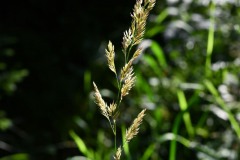 Nr.-195-Abendstimmung-Gras