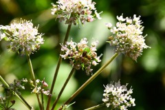 Nr.-196-getarnte-Spinne