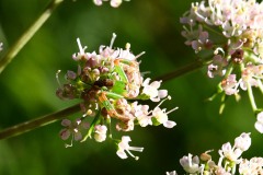 Nr.-197-Getarnte-gruene-Spinne