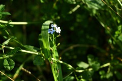 Nr.-198-Vergissmeinnicht