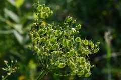 Nr.-199-Samendolde-Abend