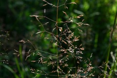 Nr.-200-Gras-Abendsonne