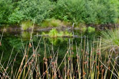 Nr.-202-Moor-Impressionen