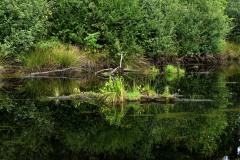 Nr.-203-Moor-Impressionen-2