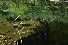 Nr.-204-Moor-Impressionen-3