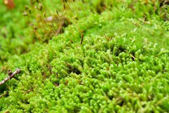 Nr.-205-Moos-Ameisen