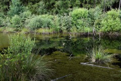 Nr.-206-Moor-Impressionen-4