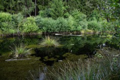 Nr.-207-Moor-Impressionen-5