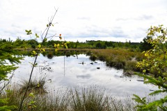 Nr.-208-Moor-Impressionen