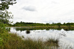 Nr.-209-Moor-Impressionen