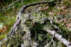 Nr.-210-Moor-Impressionen