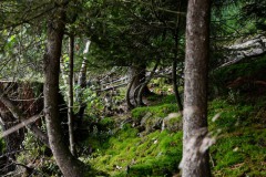 Nr.-211-Moor-Impressionen