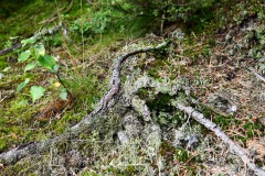 Nr.-212-Moor-Impressionen