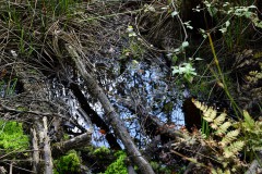 Nr.-213-Moor-Impressionen